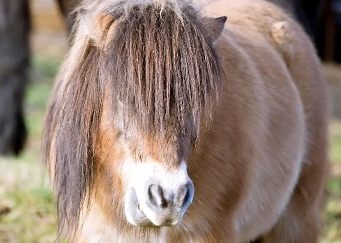 Pilisi Lovas Major, 3*